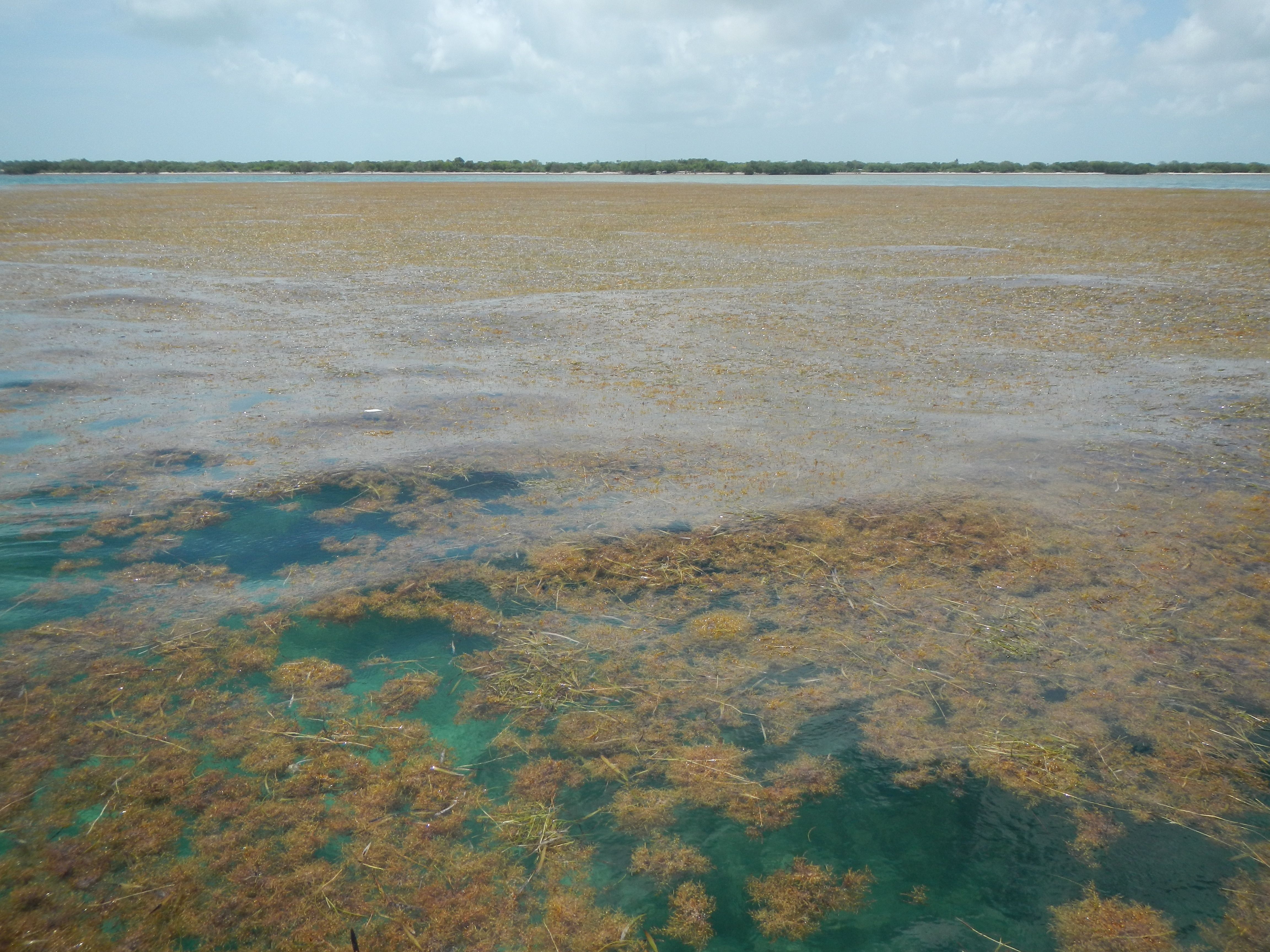 La plus grande mer d’algues sargasses du monde mesure 8.850 kilomètres — free download